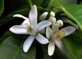 گل بهار نارنچ