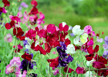 گل نخود شیرین