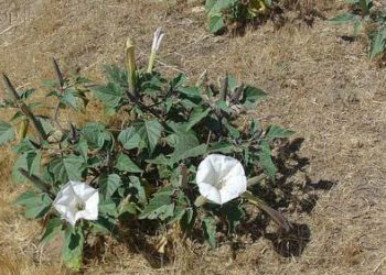 گل البی گل البی