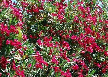 گل تلبی گل تلبی