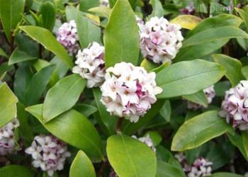 دافنه گیاه برگ غار دافنه گیاه برگ غار