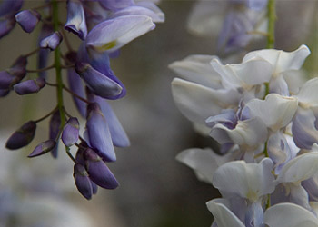 پیچ اقاقیا پیچ اقاقیا