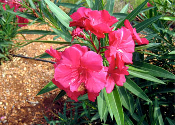 گل خرزهره گل خرزهره