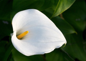 گل زانتید شیا گل زانتید شیا