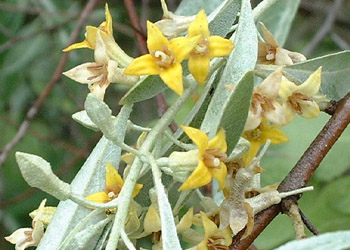 گل سنجد گل سنجد