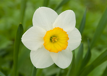 گل نرگس گل نرگس