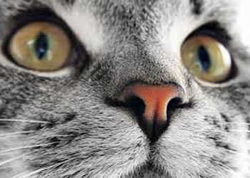 گالری تصاویر گالری تصاویر